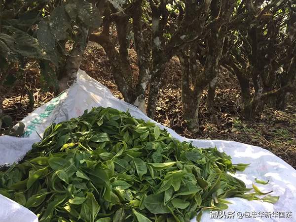 云南西双版纳茶叶：从茶叶种植到品质保证，全面解答您的疑问与需求