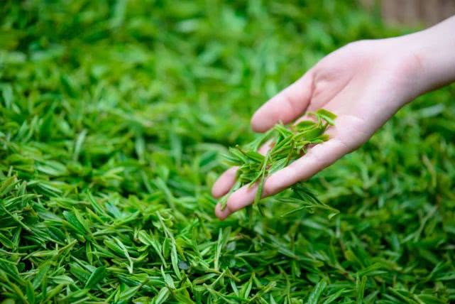 鸣泉普洱茶价格多少钱一斤