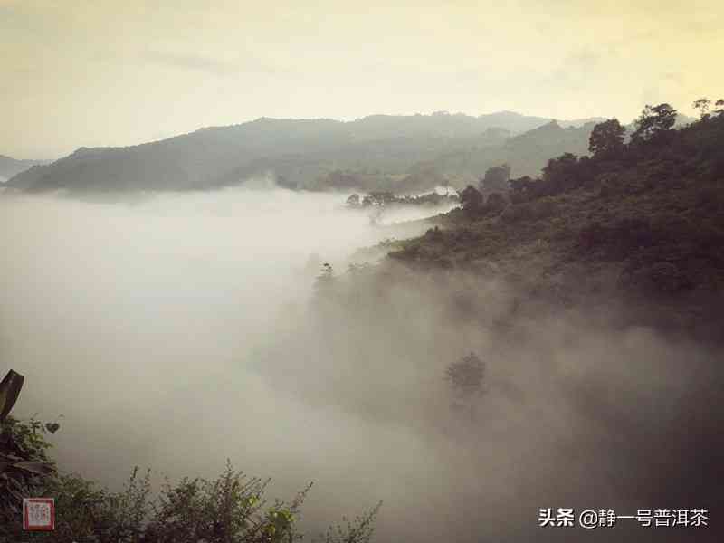 一年后品味普洱茶，岁月酝酿的风味展现不凡