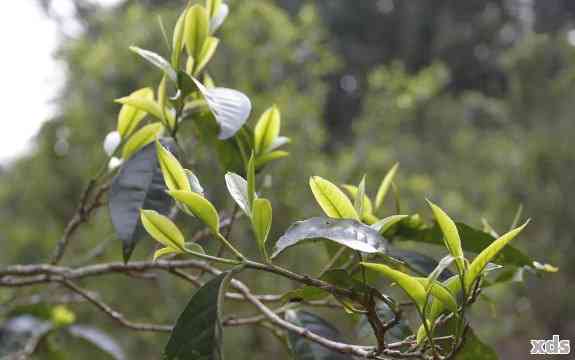 龙井茶与普洱茶：两种不同树种制作的茶叶之间的区别和联系