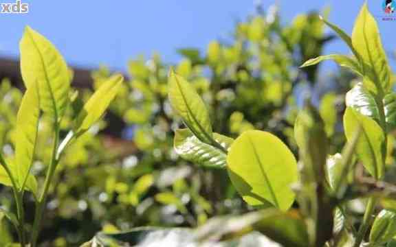 龙井茶与普洱茶：两种不同树种制作的茶叶之间的区别和联系