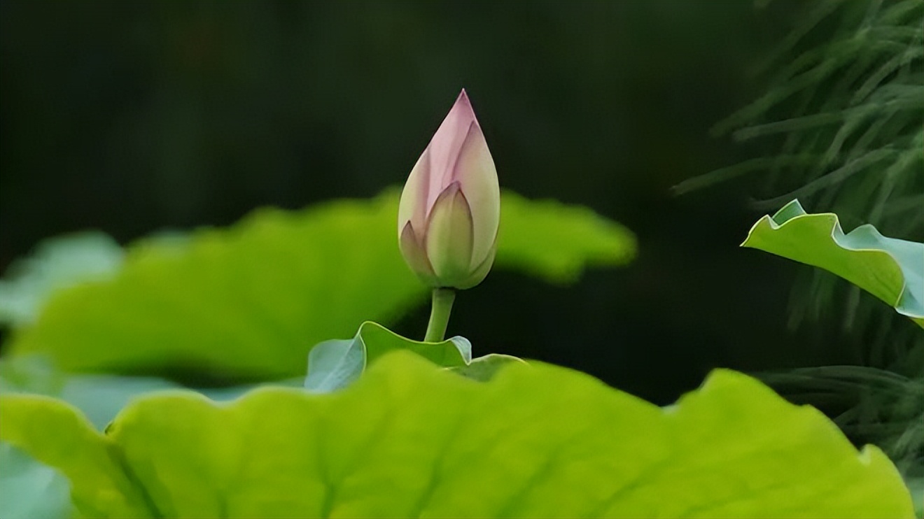 荷塘普洱茶：二类与一类茶叶的区别，选择适合您的口感与品质