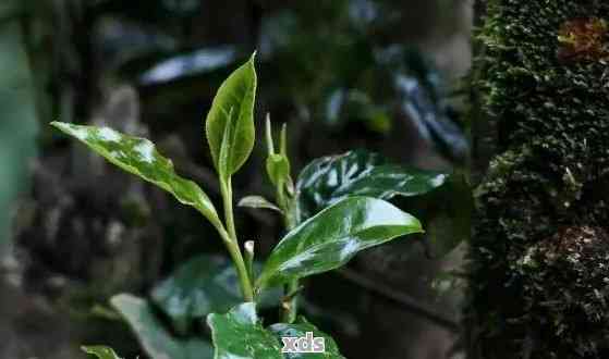 普洱茶薄荷塘：探索其所属茶山及特色口感 | 茶叶种类、产地、制作工艺详解