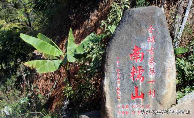 一梯队普洱茶的全面指南：探索各大名山古树茶品种及特点