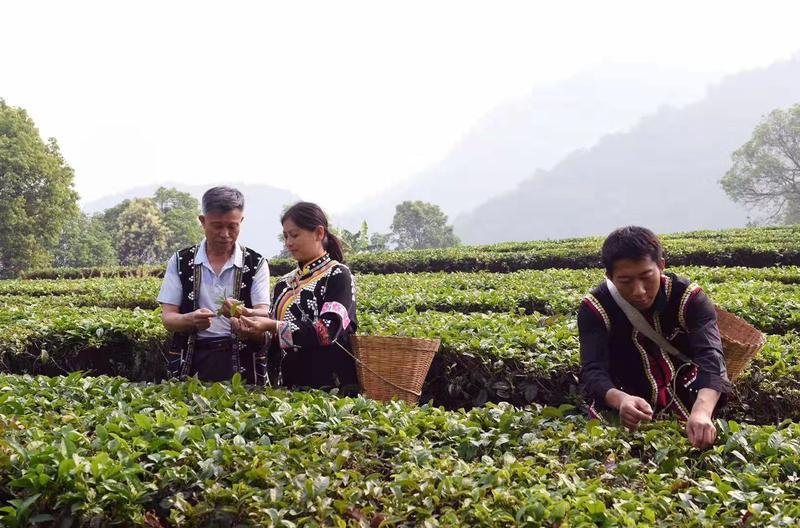 普洱茶十大名茶之香型解析：品味不同，韵味各异