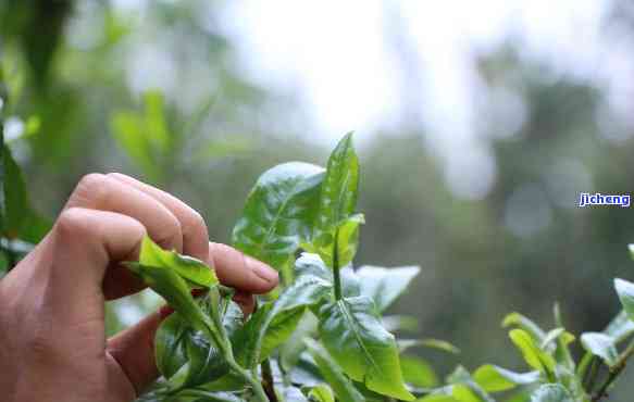 普洱茶泡制后，如何妥善处理剩余的叶子？