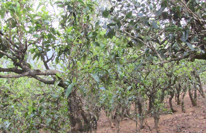 千年古树普洱茶：一种独特的茶叶品种及其魅力