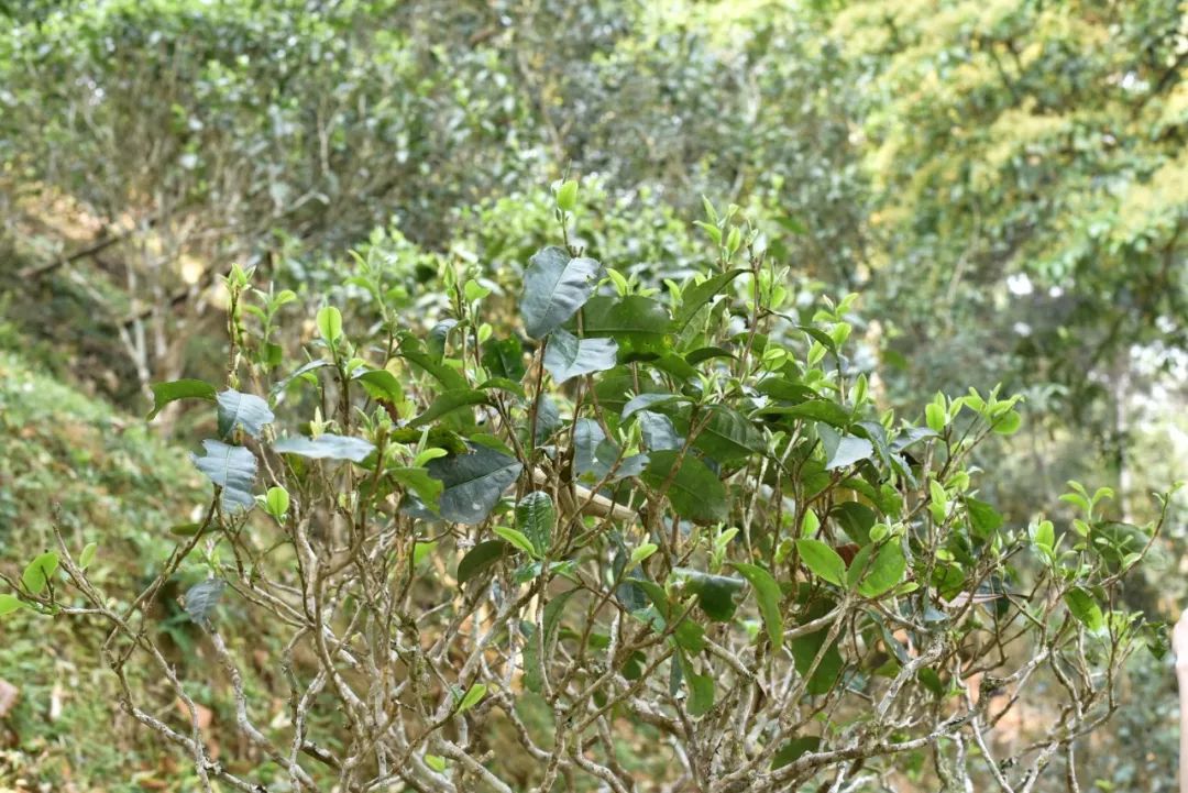 千年古树普洱茶是什么意思