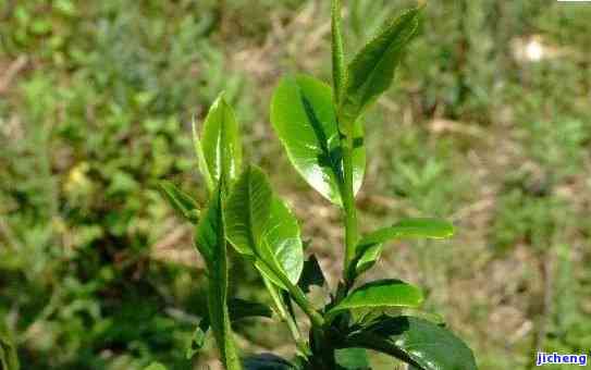 云南小叶种茶：一粒一粒的茶叶品种及其特点