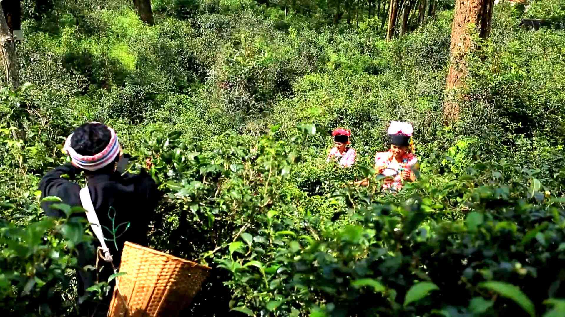 普洱茶生态认养：探访茶山，共享绿色生活