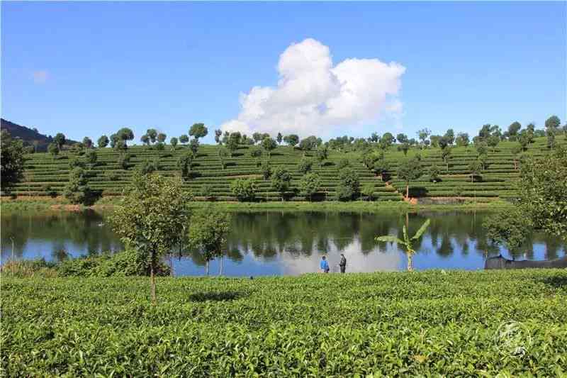 普洱茶生态认养：探访茶山，共享绿色生活