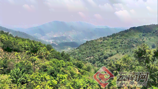 普洱茶生态认养：探访茶山，共享绿色生活