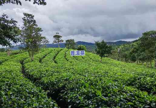 普洱茶博览园6月份开放时间及门票价格确定了吗？还有哪些特别的活动？