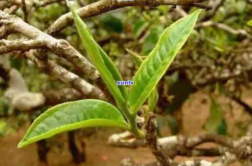 千年老妖普洱茶的功效与作用：冲泡方法与芽苞茶品鉴