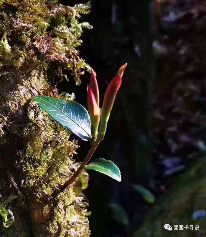 新 云南古树普洱芽苞茶：千年老妖的静默传说与独特韵味