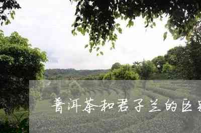 君子兰和普洱茶哪个好一点