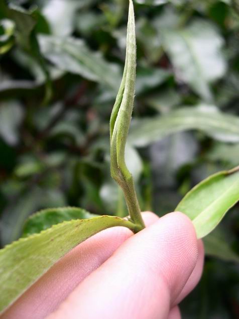 普洱茶是大叶子还是小叶子的好喝：探讨普洱茶的大叶种与小叶种哪个更好