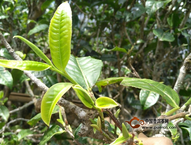 普洱茶是大叶子还是小叶子的好喝：探讨普洱茶的大叶种与小叶种哪个更好