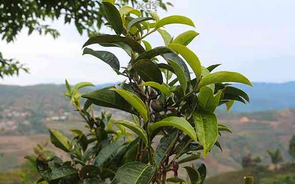 普洱茶是大叶子还是小叶子的好喝：探讨普洱茶的大叶种与小叶种哪个更好