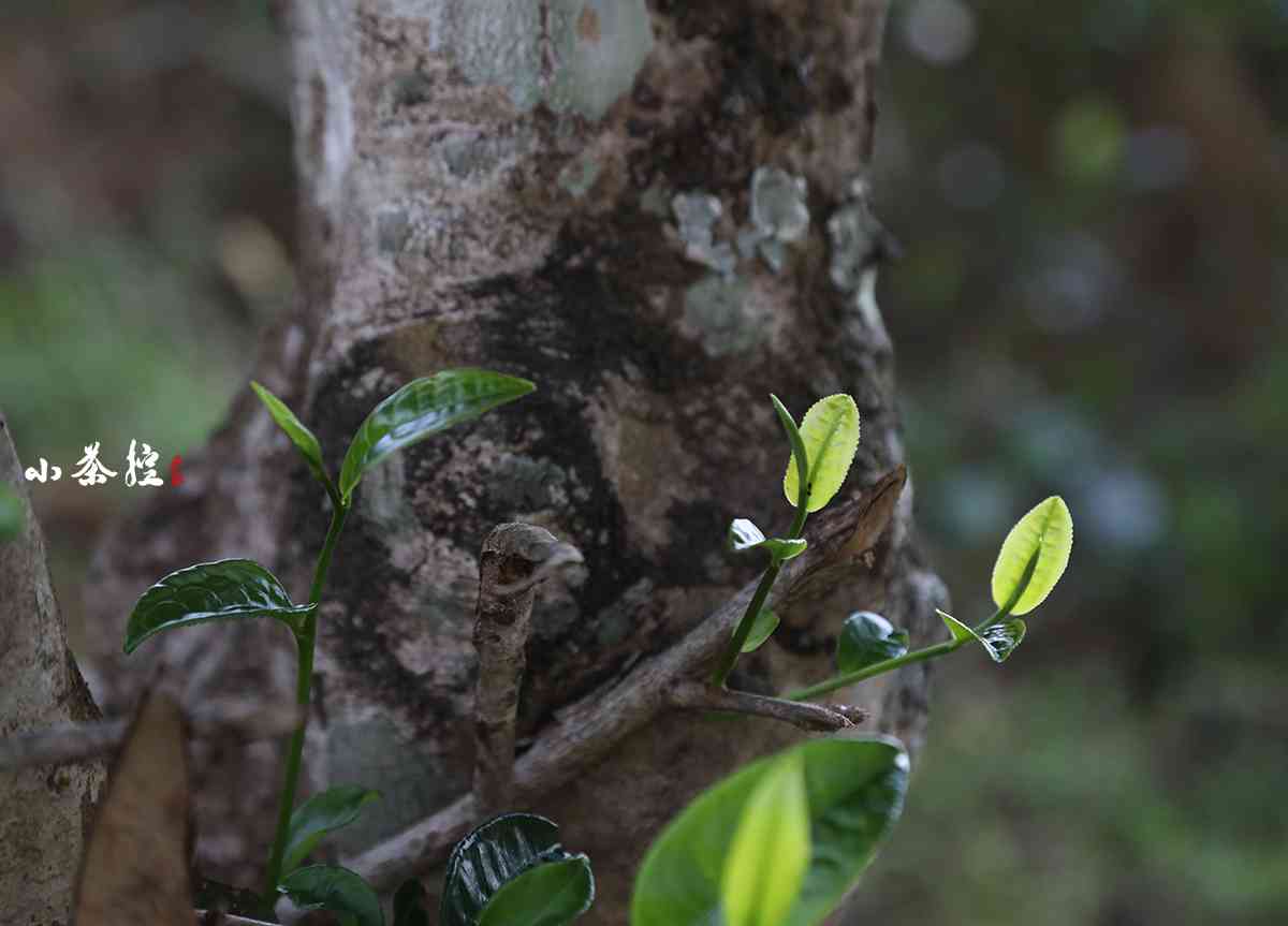 千年古树普洱茶特点与口感：独特魅力与健益处详解