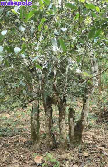 全面了解麻黑普洱茶产地及品质，助您挑选最适合的茶叶