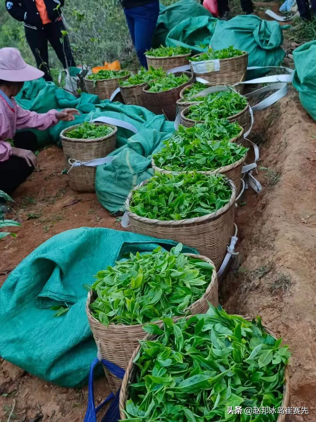 普洱茶杀青工艺详解：如何确保茶叶质量与口感的关键步骤