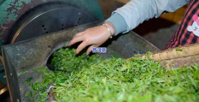 普洱茶杀青工艺详解：如何确保茶叶质量与口感的关键步骤