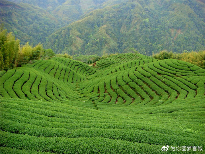 探索普洱茶文化：八大茶山特色与品种概述