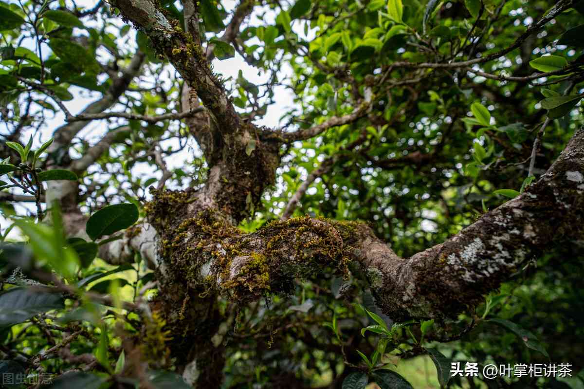 普洱茶价位一般多少钱：正宗普洱茶价格，一斤、一盒及市场常见价格解析