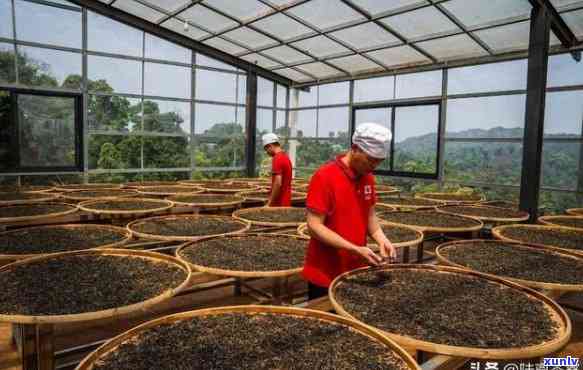 云南昆明普洱茶厂：从茶叶种植到加工的全方位解答与展示