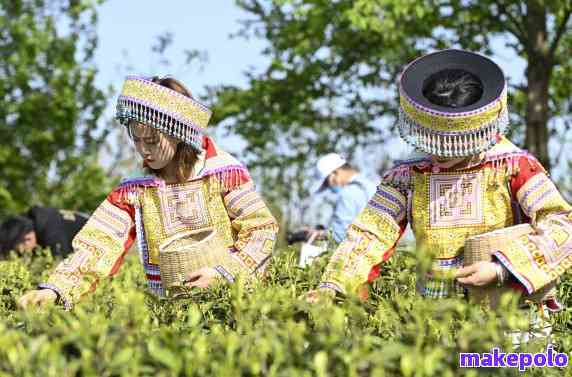 探索云南茶叶的魅力：一山一味，品味多元茶文化