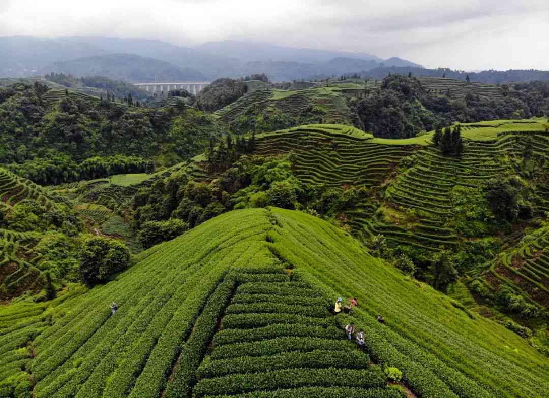 探寻普洱茶的四大名山：古六大茶山、新八大茶山及其他不可忽视的茶叶产地