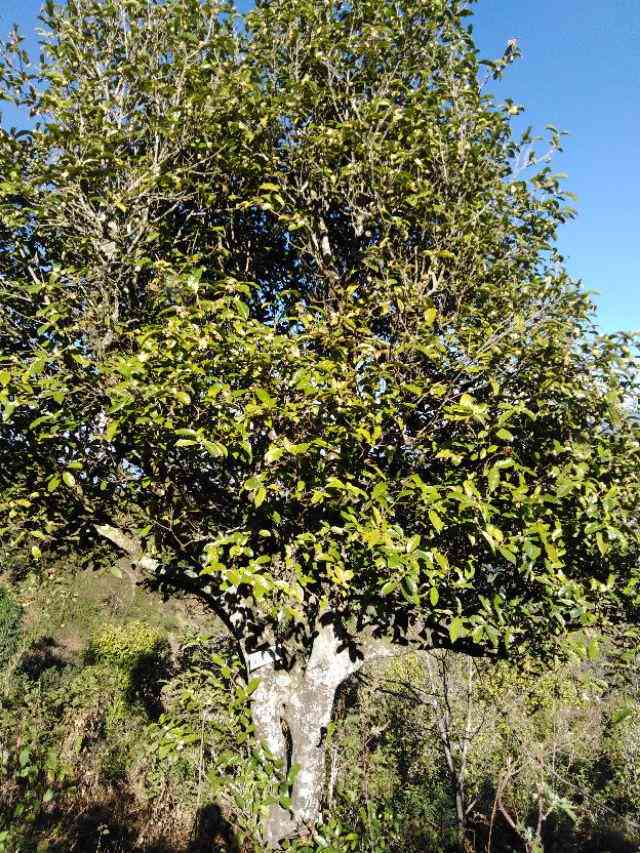 探寻普洱茶的四大名山：古六大茶山、新八大茶山及其他不可忽视的茶叶产地