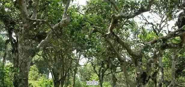 探索普洱茶的源产地：揭秘六大著名山头及其特色茶叶