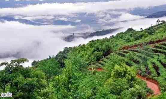 探索普洱茶的源产地：揭秘六大著名山头及其特色茶叶