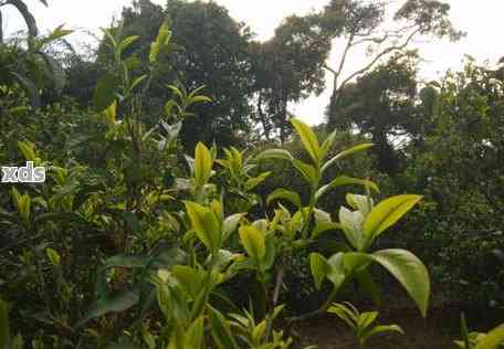 普洱茶各个山头口感特色大全：探究普洱茶不同山头的风味差异