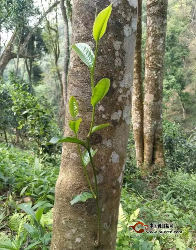 普洱千年古树茶价格及特点：功效与作用详解