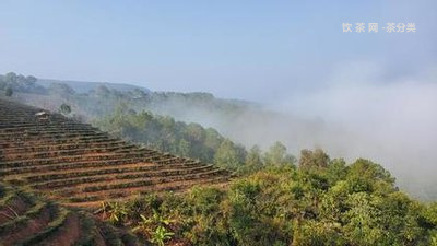 普洱茶直播基地：全方位了解普洱茶种植、加工、品鉴及直播购物的一站式平台