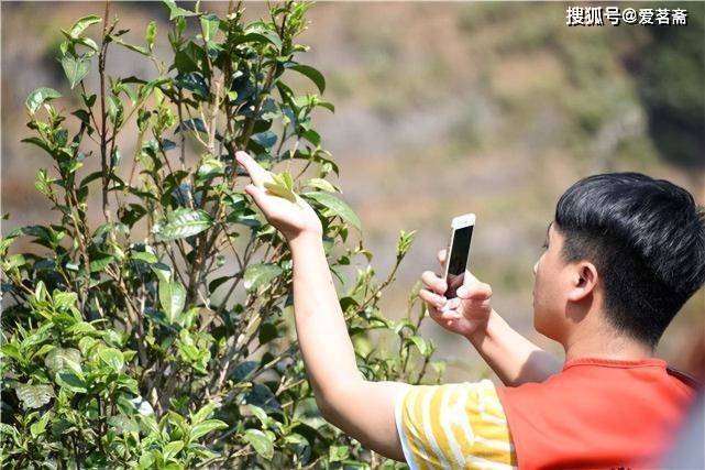 揭秘：普洱直播茶叶低价背后的原因与真相