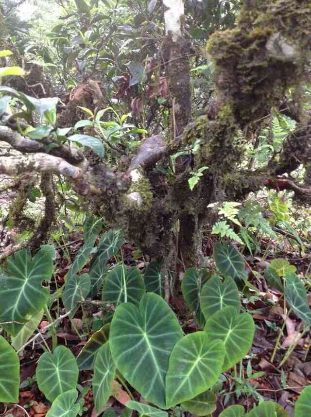 普洱茶的营养成分及其功效：主要包含哪些成分？