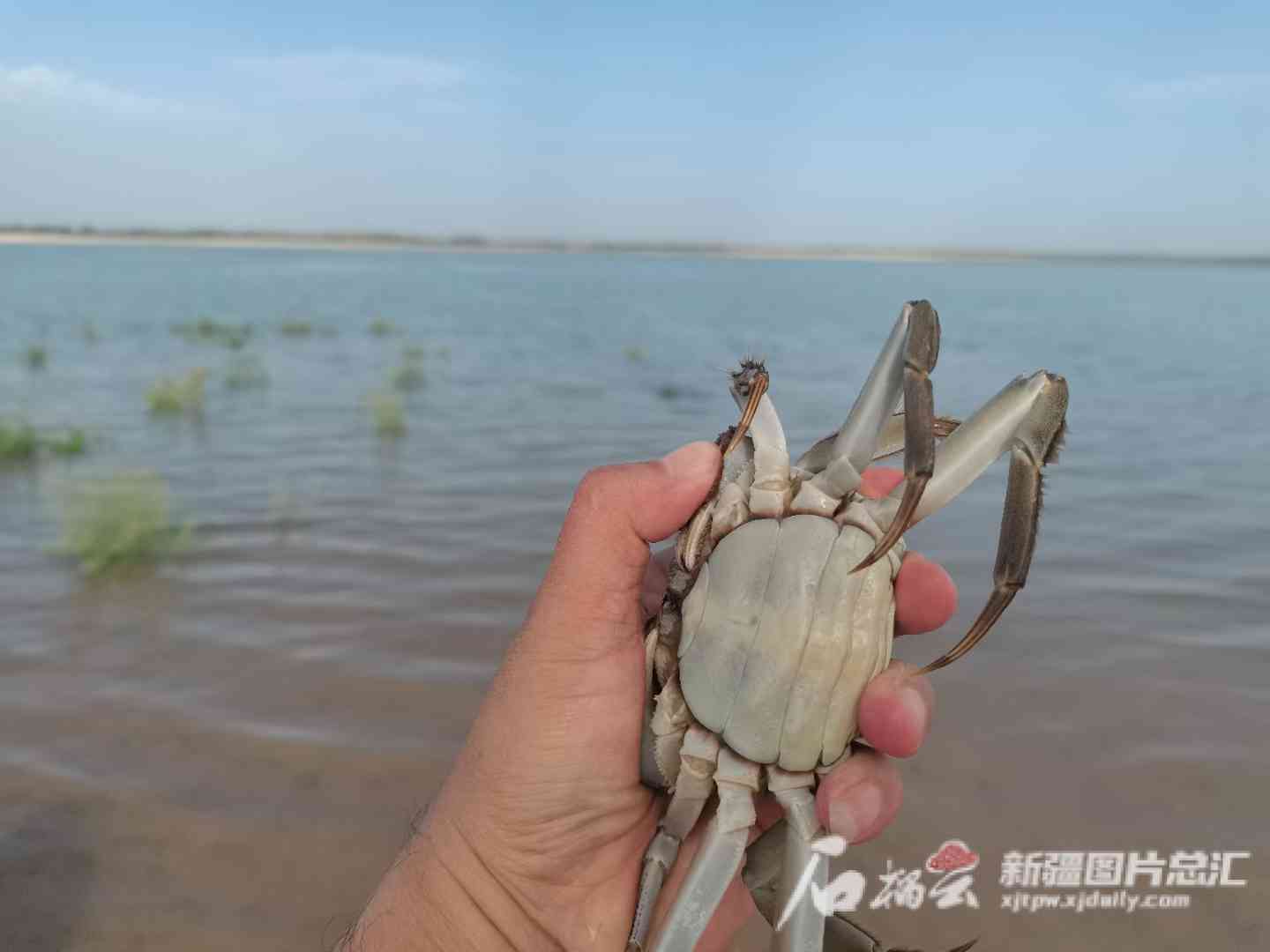 石榴树与紫玉、墨玉、白玉的区别：一种生长习性与观赏价值的探究