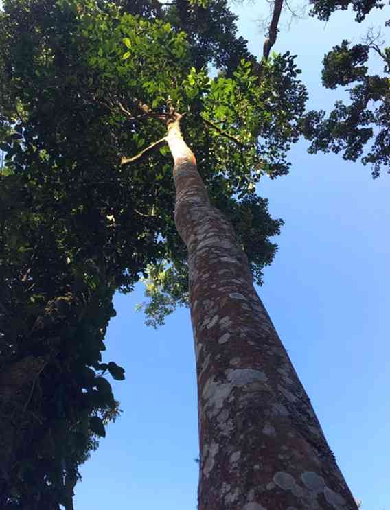 易武天门山普洱茶价格查询及高杆古树茶品种报价