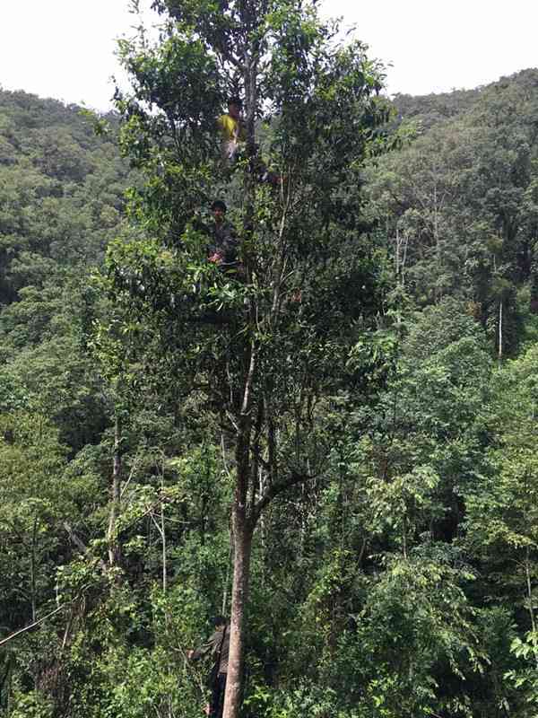 01年天门山普洱茶价格表