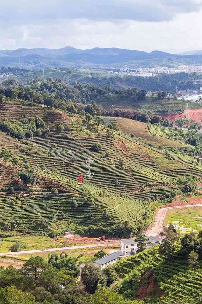 普洱茶与六大茶类的全面对比：区别、特点与饮用方法解析