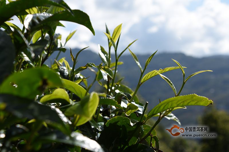 普洱茶树种植一年生命周期及投资回报分析，如何购买和养护普洱茶树？