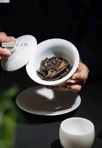 泡普洱茶投茶比例多少合适