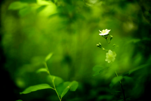 翡翠色的春天：自然、和谐、生机、绿色、希望、美丽、温暖、喜悦、祝福