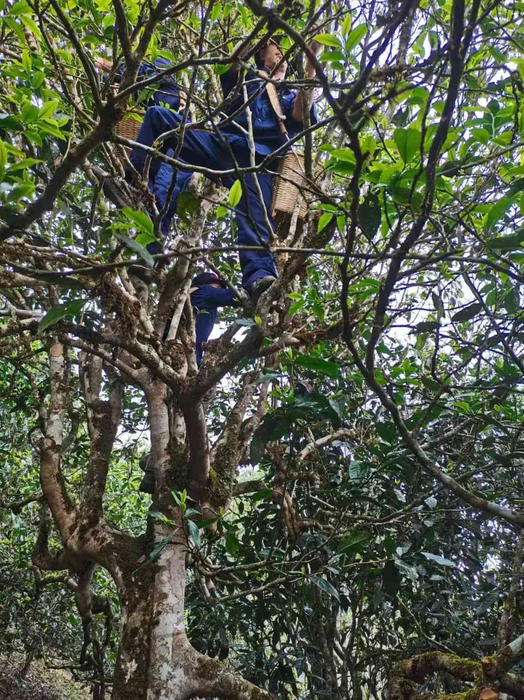 茶王树普洱茶如何冲泡好喝