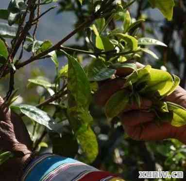 茶王树普洱茶如何冲泡好喝