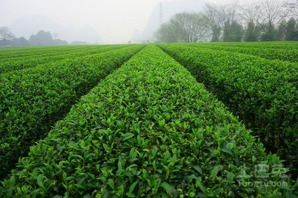 江茶叶大全：江茶叶品种与十大名茶概述